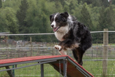 Dog Agility Fido's Farm