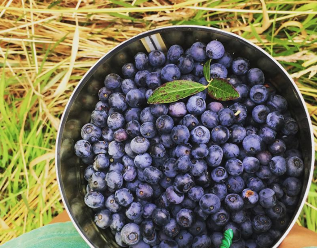 Carrs Organic Blueberry Farm