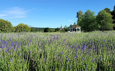 Lavender Evergreen Valley Lavender Farms