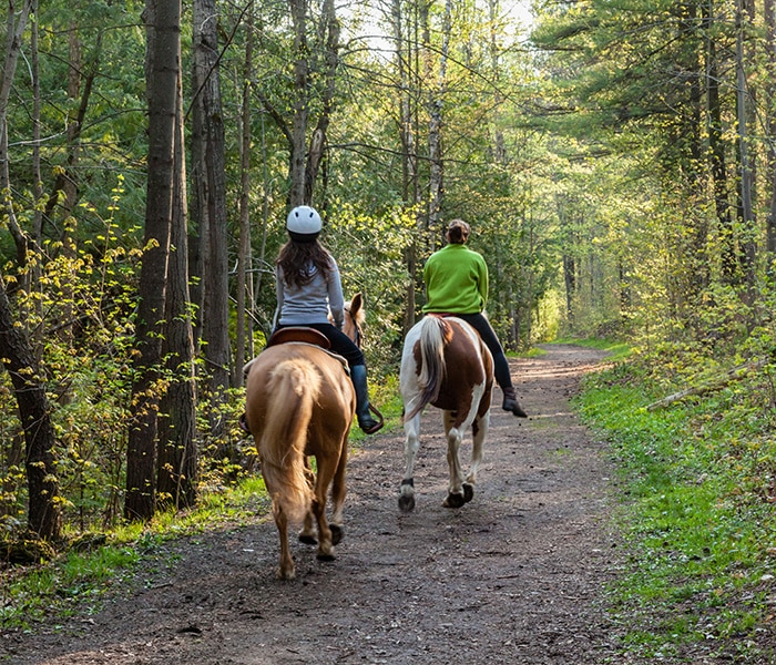 Two people are horseback riding on a dirt trail through a lush, green Thurston County forest. Sunlight filters through the trees, highlighting the beauty of Olympia's horse properties and surrounding foliage.