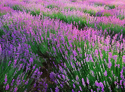 Evergreen Valley Lavender Farms